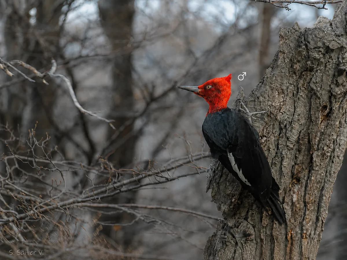 Carpintero negro