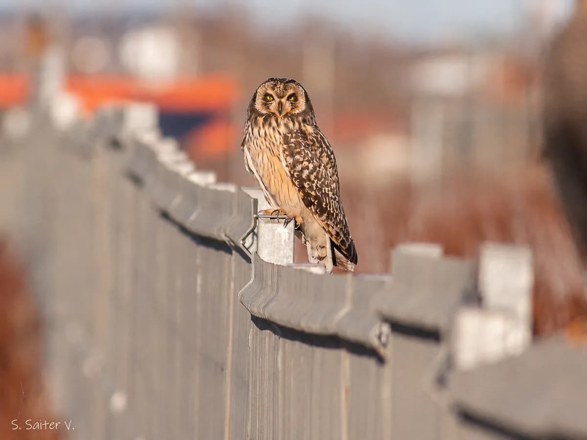 Nuco, fauna de Punta Arenas